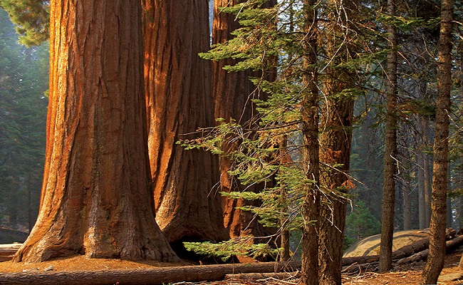 Top 10 các loại gỗ quý hiếm nhất trên thế giới