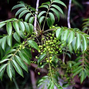 Cây độc: Cây sơn mọc nhiều ở Phú Thọ hễ cứ ngửi thấy là mặt sưng bỏng rát